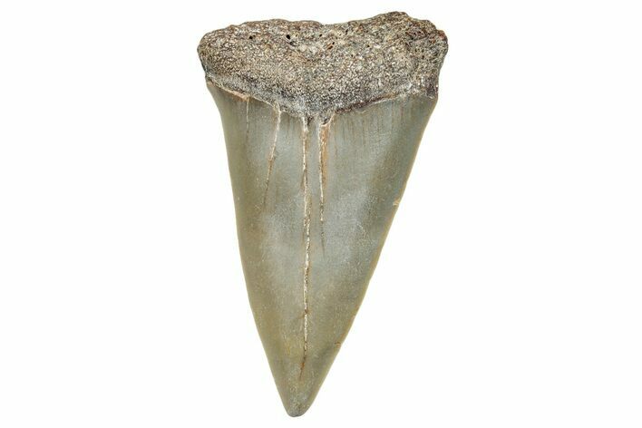 Fossil Broad-Toothed Mako Shark Tooth - North Carolina #272967